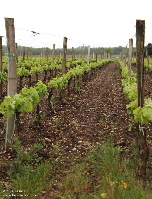 chriswinedoctor's tweet image. Another chance to see: My new Bordeaux profile, of Château de Rochemorin, in Pessac-Léognan.
buff.ly/tK13YH8
[subs only]
#rochemorin #chateauderochemorin #pessacleognan #graves #andrelurton #vignoblesandrelurton #jacqueslurton #bordeaux #wine