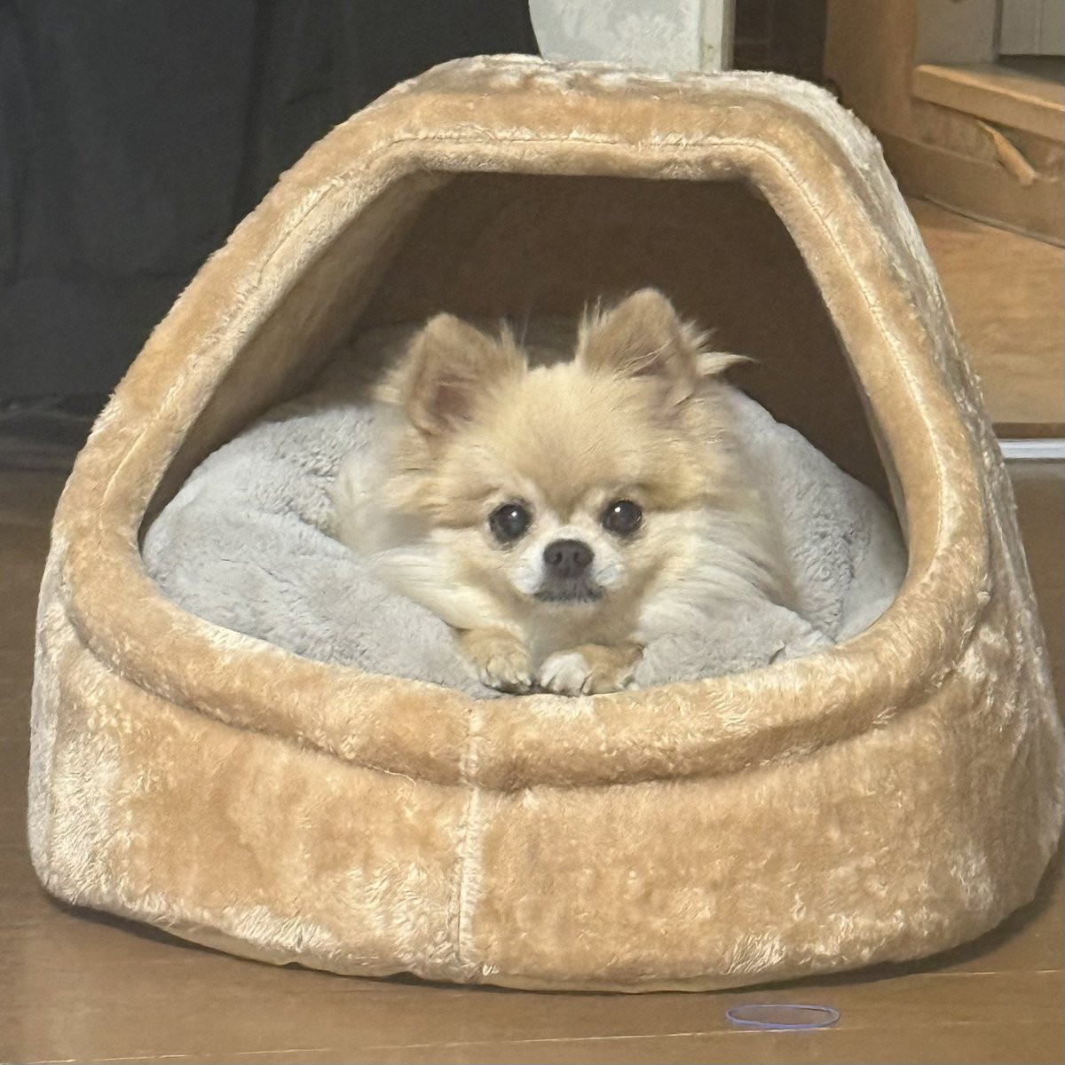 hinaemon's tweet photo. 冬用の新しいベット購入ちょっと大きすぎた感あるけど、一応はいってくれたのでいいかな https://t.co/KByNHmN3YP