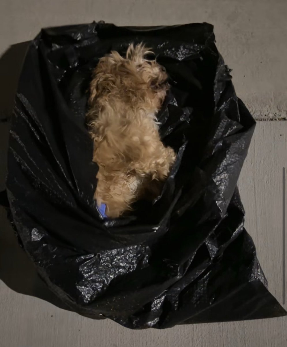 Warning, disturbing picture, we need your, Henderson Police are asking, if you live in Inspirada near Potenza Park &amp; saw or know anything about who dumped this dog in a black trash bag and threw it in the trash, please report it to HPD <a href="/MonicaLarsonNV/">Monica Larson</a> <a href="/KTNV/">KTNV | Channel 13 News Las Vegas</a> Serena Scib picture