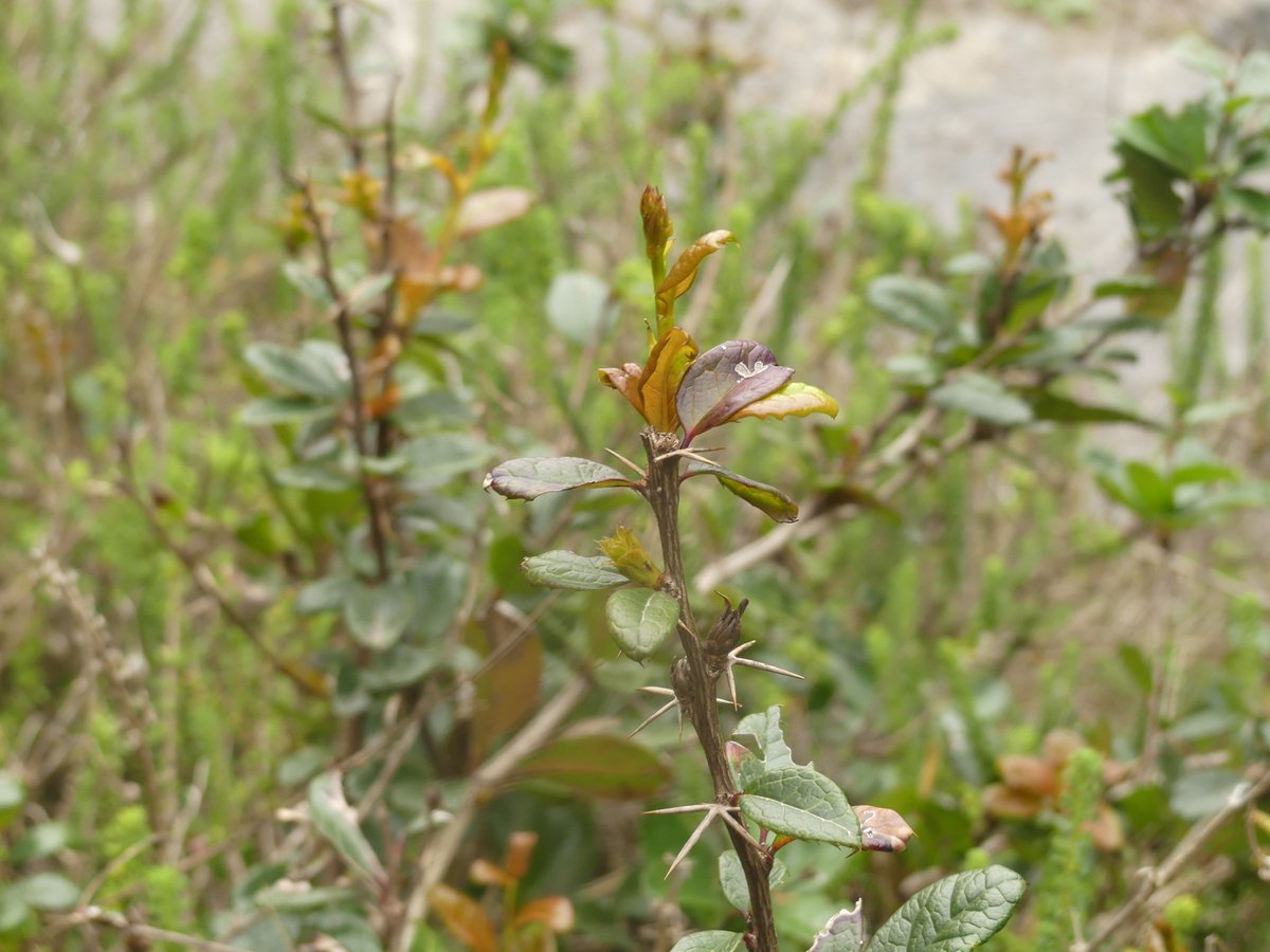 JuandelosZorros's tweet photo. Berberis littoralis Phil. Michay de paposo. Endémica de la costa del norte de Chile: hábitat restringido a las cercanías de Paposo.
Distribución y hábitat. Endémica de la costa norte de Chile: restringida a las colinas costeras cerca de #Paposo a elevaciones de 500 a 1000 m. https://t.co/ou4TI3wW9t