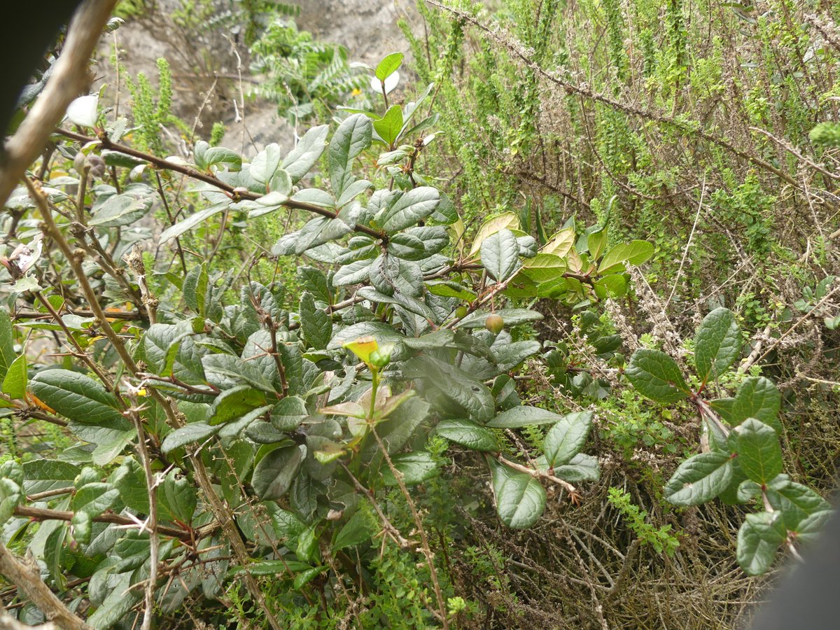 JuandelosZorros's tweet photo. Berberis littoralis Phil. Michay de paposo. Endémica de la costa del norte de Chile: hábitat restringido a las cercanías de Paposo.
Distribución y hábitat. Endémica de la costa norte de Chile: restringida a las colinas costeras cerca de #Paposo a elevaciones de 500 a 1000 m. https://t.co/ou4TI3wW9t
