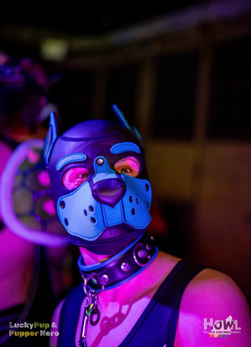 👻GhostPup🐕 tweet media