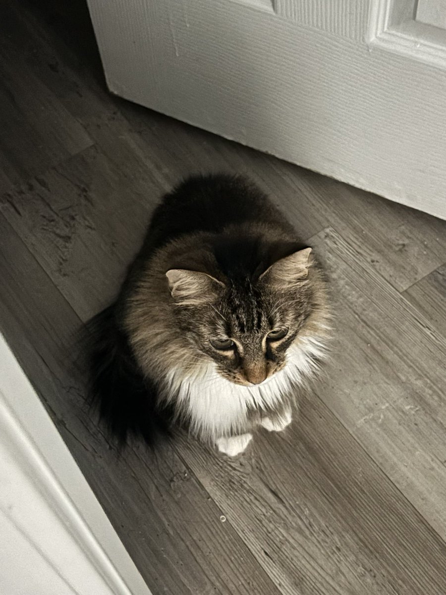 bolababymeow's tweet photo. hello my name is little tiny atom speck of dust girl https://t.co/cMW78uSStK