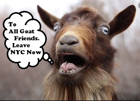 Animals know when catastrophe is about to strike