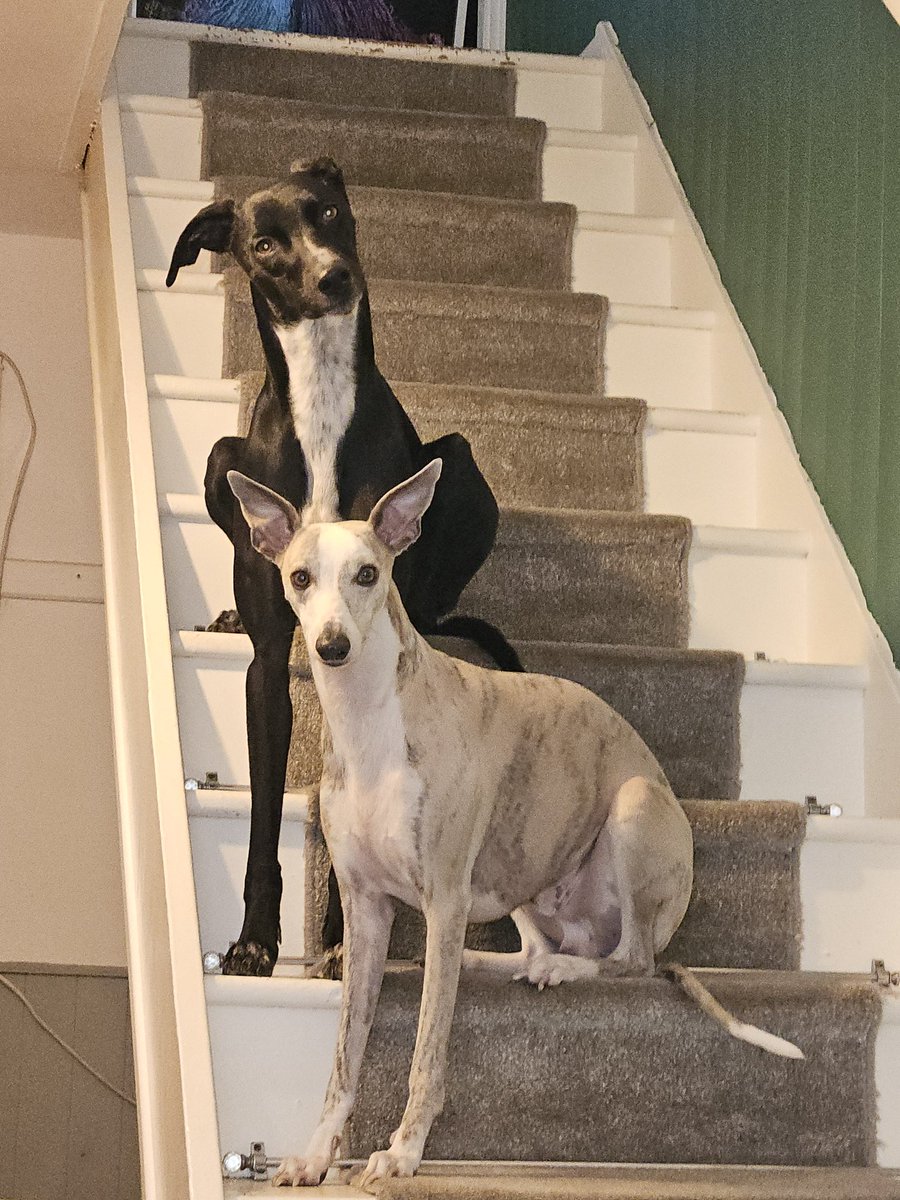 CooperWhippet's tweet image. The noisy sky booms have started so it&apos;s a very early night for us tucked up in bed safe and sound with mum. Hope our pals are OK 🤗😘😍💙🐕🐾