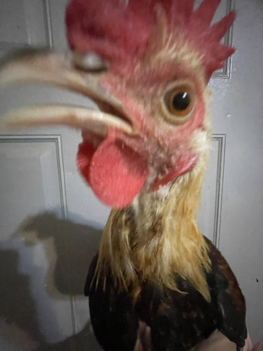 badrechicken's tweet image. handsome young man