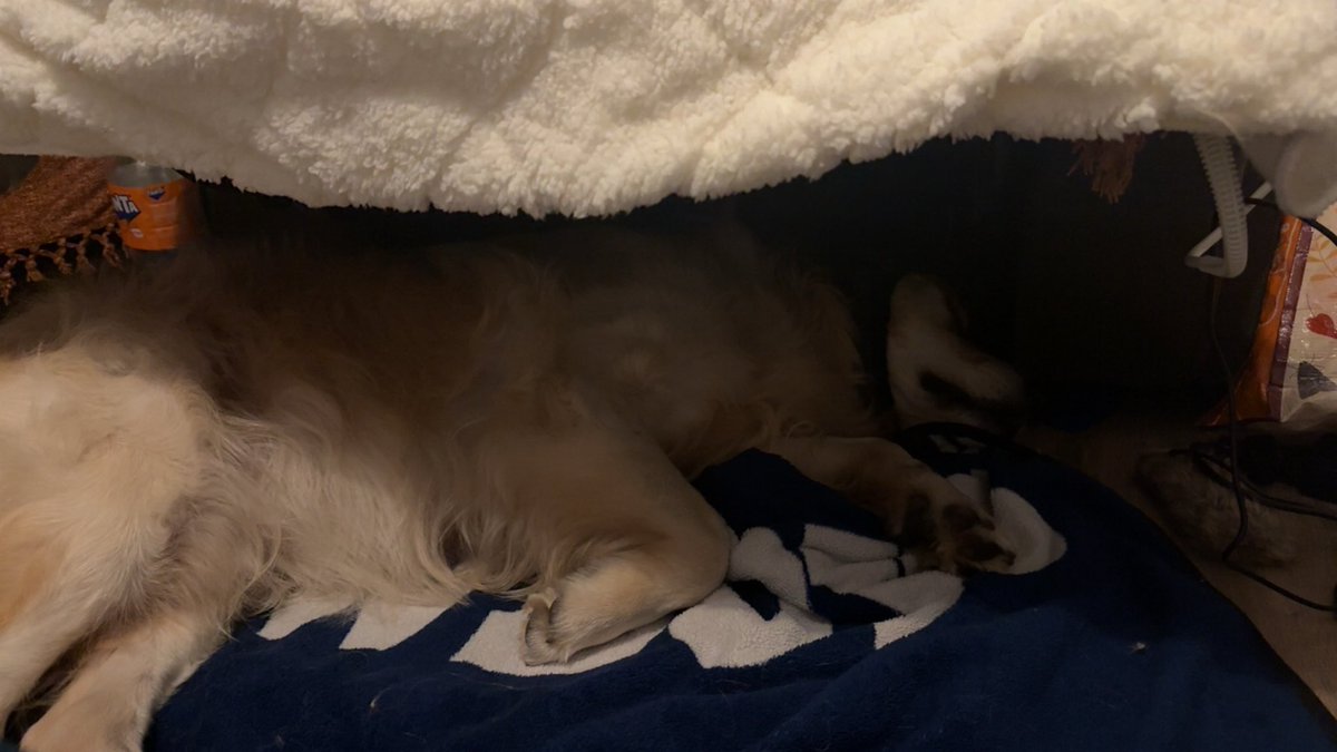 Lil Rachett tweet media