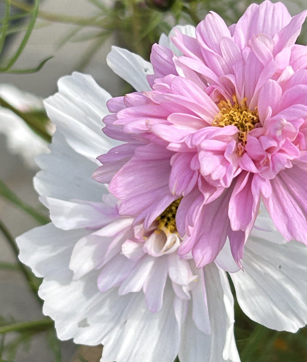 BonoBono様　3点まとめ BonoBono様 3点まとめ BonoBono様 3点まとめ ぼのぼの』のオンライン