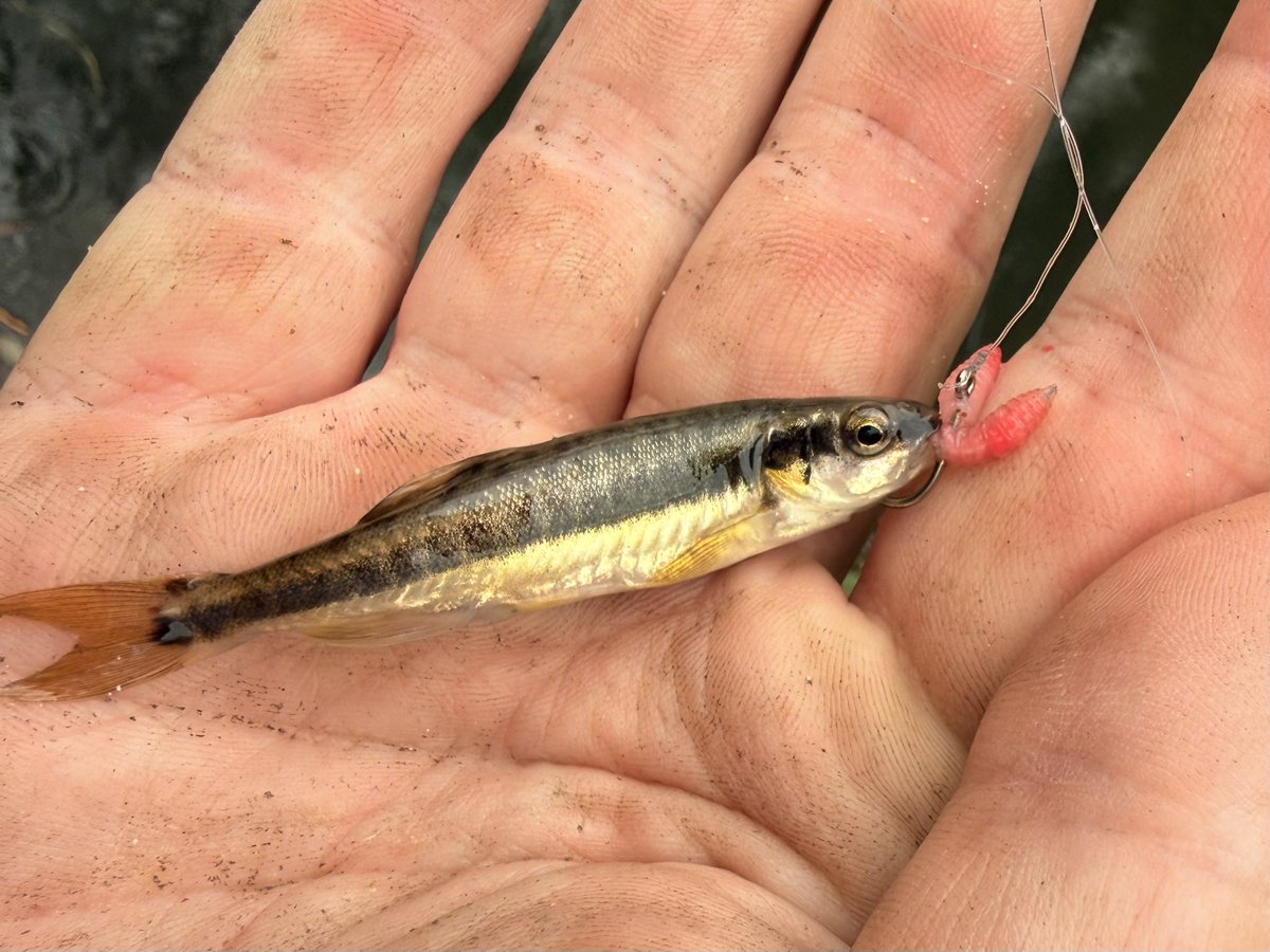 The Amputee Angler tweet media