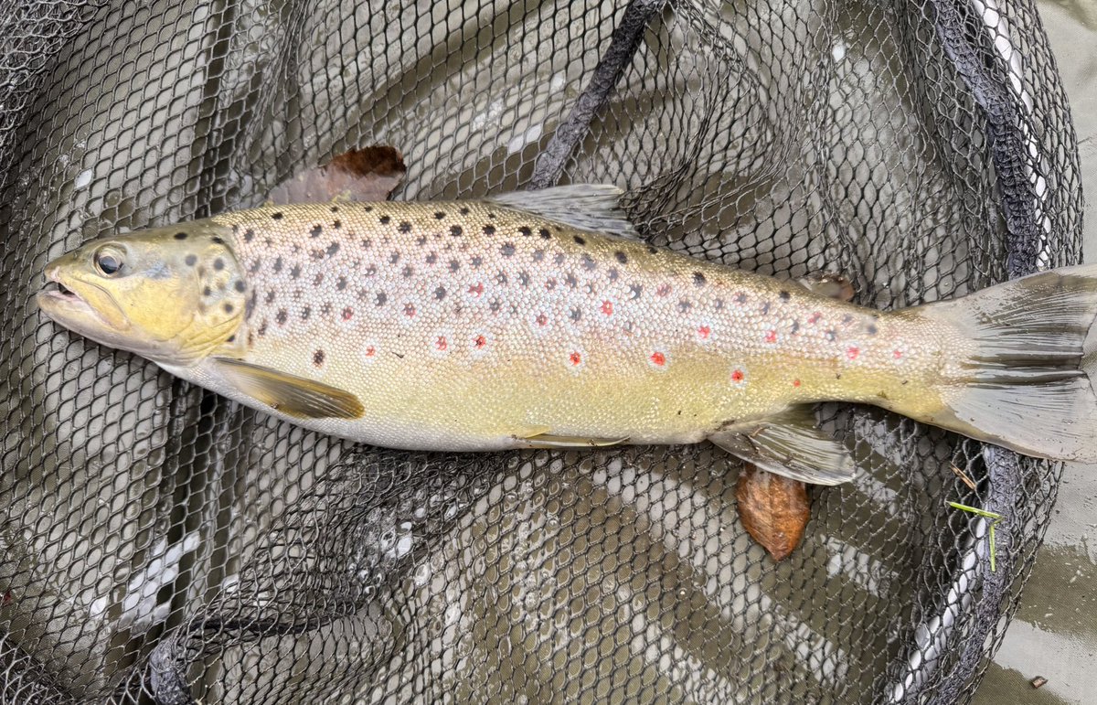 The Amputee Angler tweet media