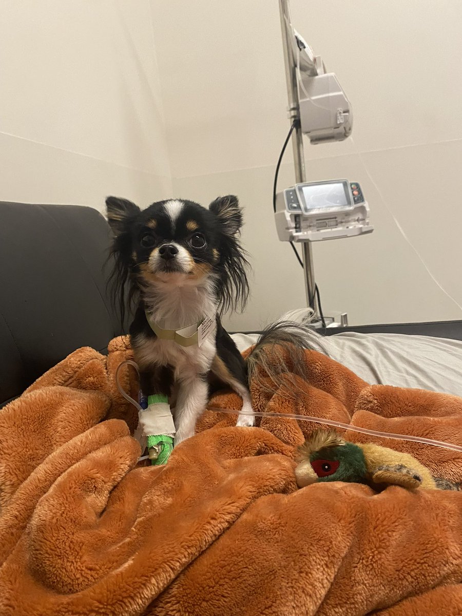 Meowlgo's tweet image. My poor noodle had to spend all night at the ER cause he got a bad stomach ulcer and pancreatitis. 😭❤️. Send him love