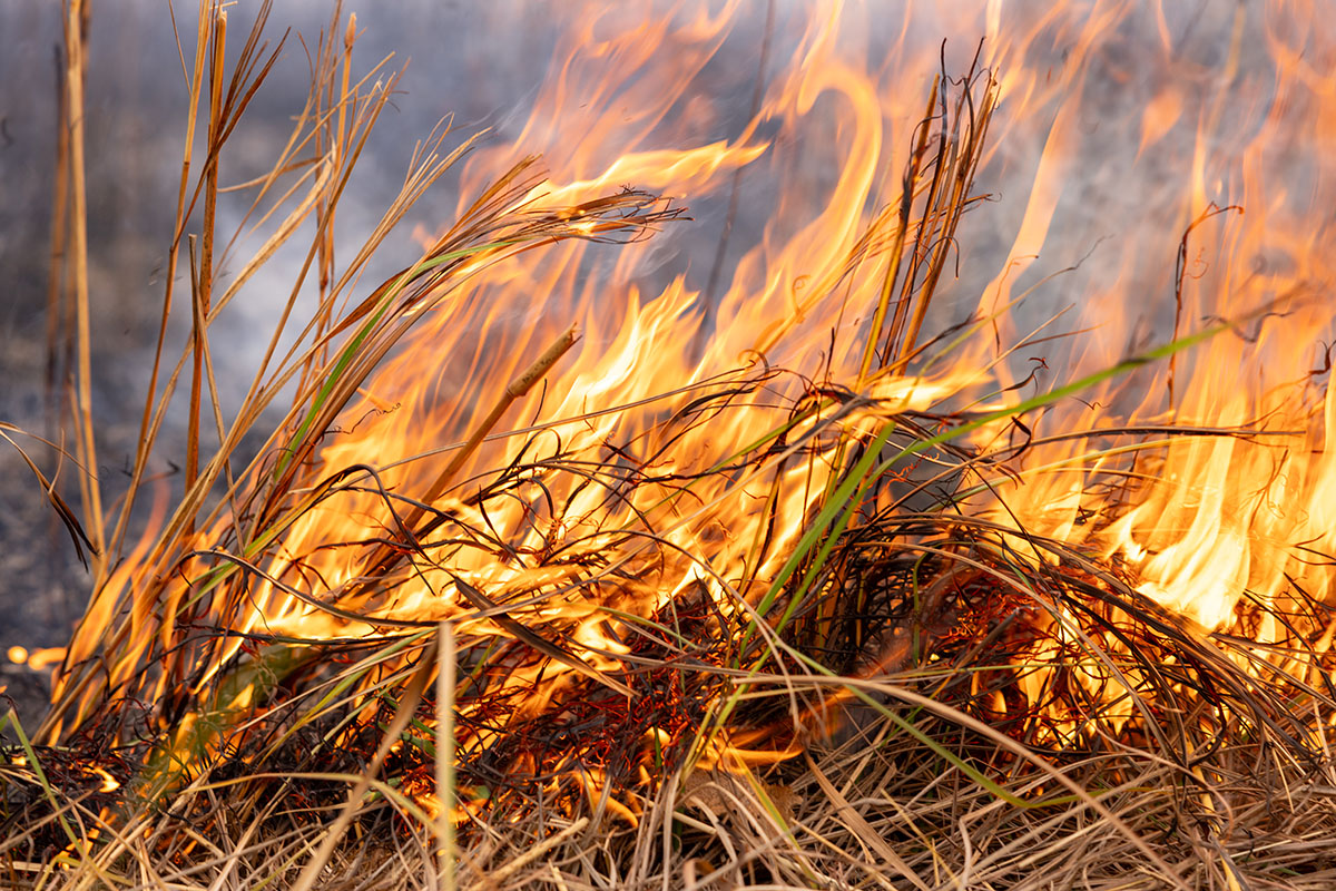 KU News Service tweet media