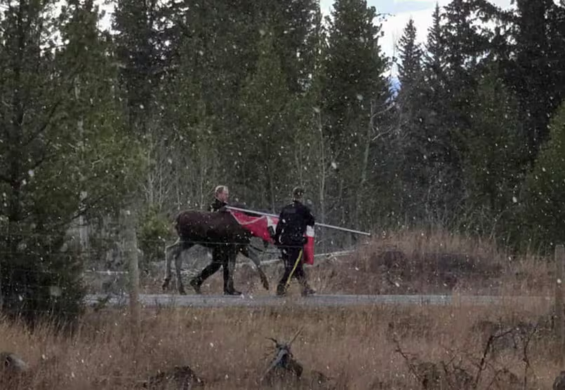 laraschroder's tweet photo. Yes, there's a Mountie involved https://t.co/RT8aPrRpie
