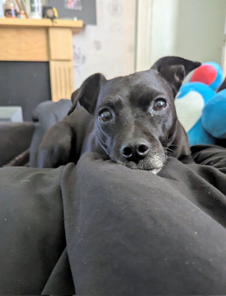 ash_time_low's tweet photo. Sasha the patterdale is all comfy listening to @ClassicFM #petclassics https://t.co/dKz6fkisVp