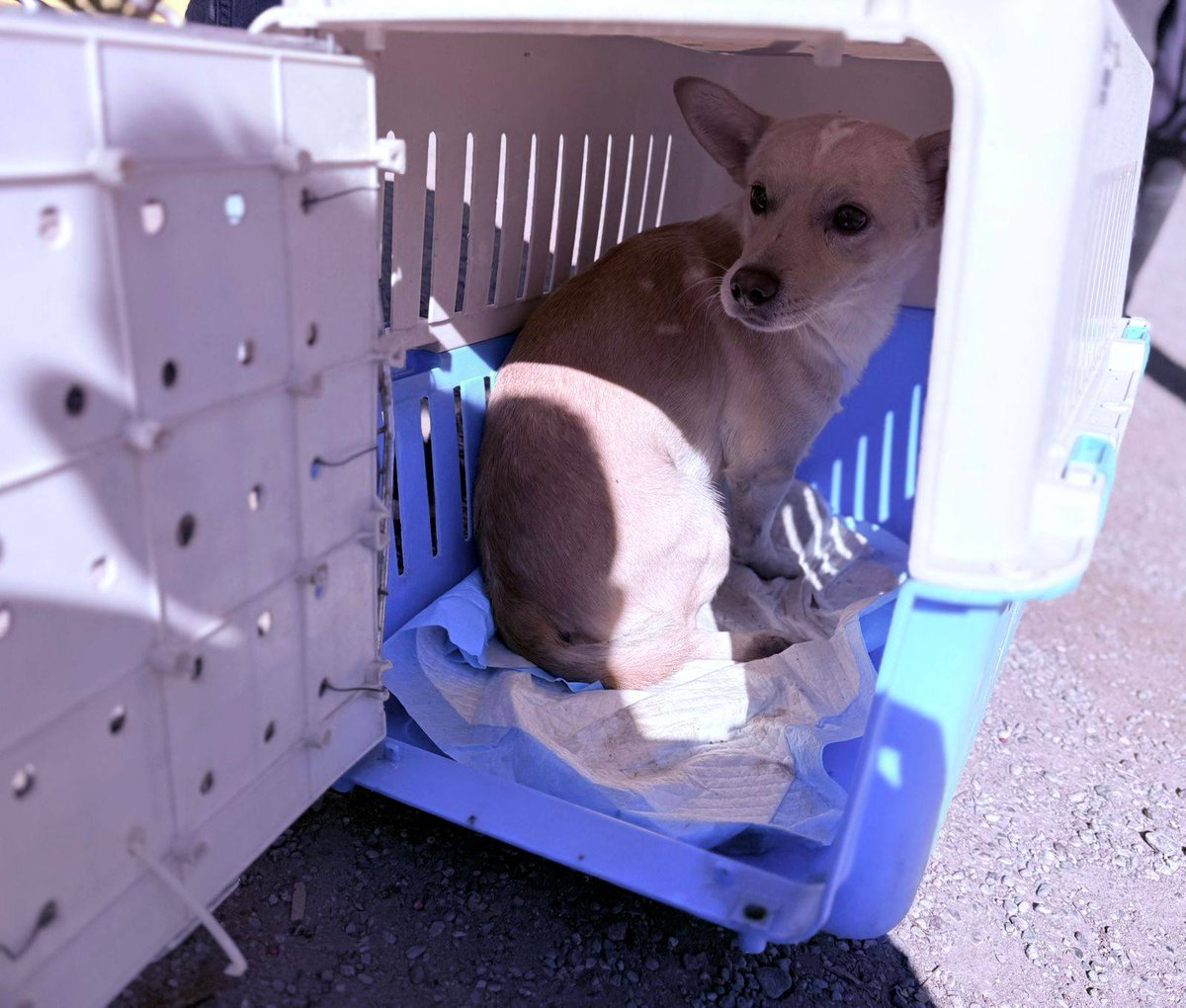 #EnVivo | Policías capitalinos rescatan sana y salva a una perrita que se encontraba en los carriles centrales de Salvador Nava, próximo al Distribuidor Juárez.
Los agentes municipales la resguardaron y trasladaron al Centro Integral de Bienestar Animal
<a href="/SSPCSLP/">Secretaría de Seguridad y Protección Ciudadana SLP</a> #NoticiasSLP