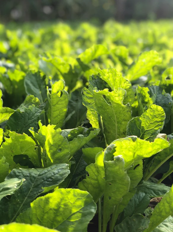 StratusResearch tweet media