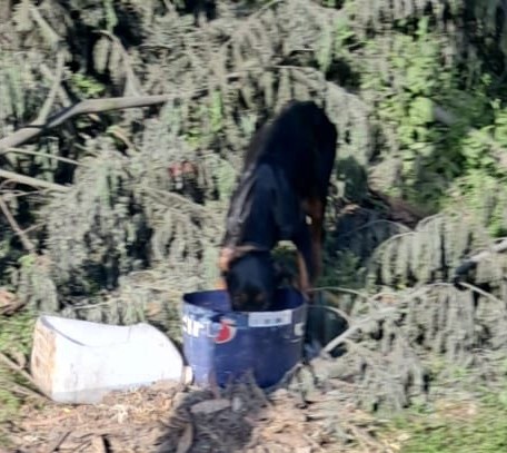 Urgente! Cachorra abandonada, en extrema desnutrición, en camino La pólvora con ruta 68. Si deseas darle un hogar y parar con su agonía en medio de la nada, comunícate al +56993398205. Favor RT!
#Valparaíso