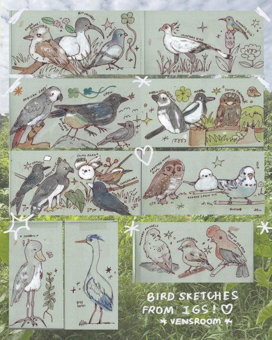 birds 