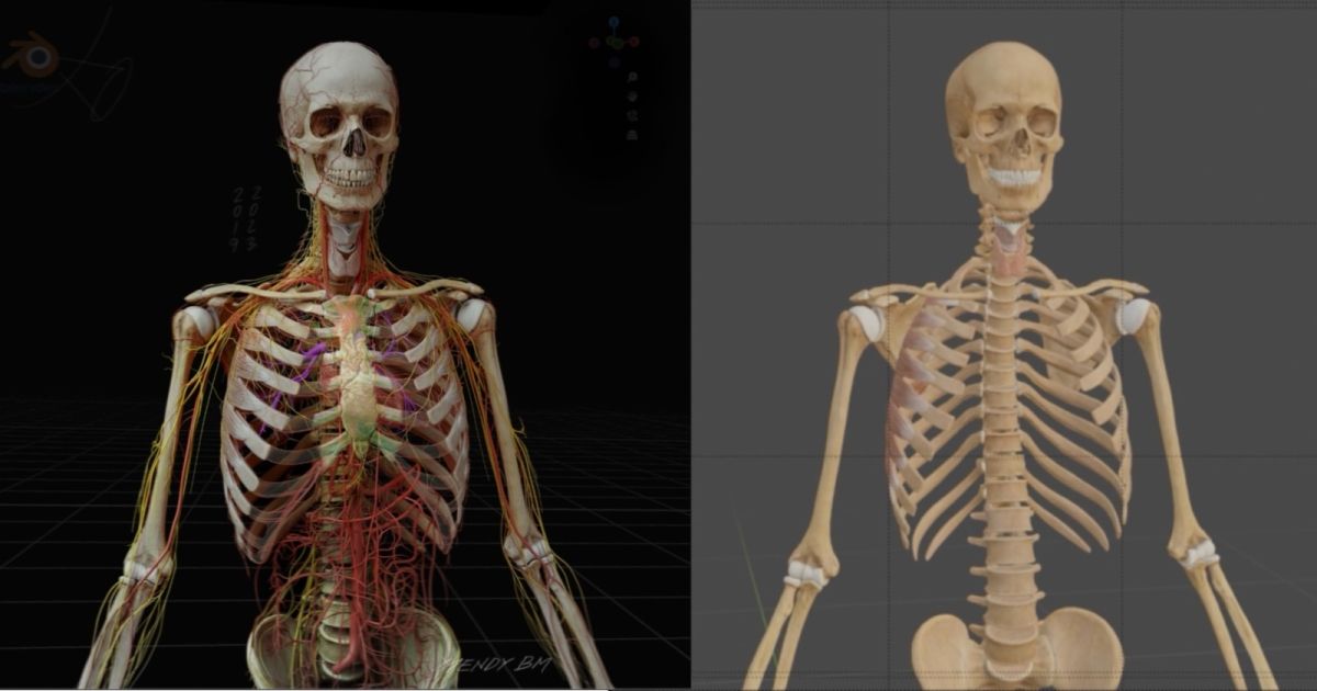 Behold3d's tweet image. Creating an Anatomical System Using ZBrush &amp;amp; Blender and the use of Bezier curves 80.lv/articles/build…

#blender #anatomic #3dmodel #zbrush #art #medicalillustration