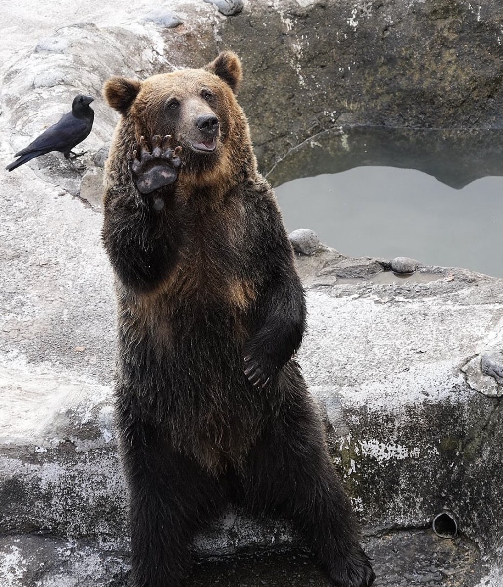 DailyBearPosts's tweet image. Hewwo!