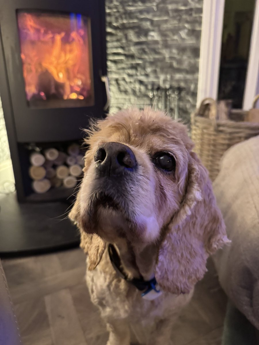 SpanielsSuper's tweet photo. Mum?
Yes Isky?
My bums cold ☹️ #Freezing 🥶
Oh #FeelingGuilty
Cuddle up by the fire 🔥
Ok mum 🤗 https://t.co/MKmTYVxCOd