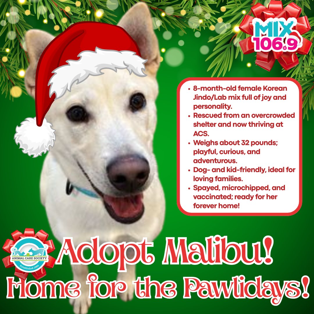 mix1069lou's tweet photo. Malibu’s ready to sleigh this holiday season! 🎅
This sweet, spunky, and oh-so-wiggly 8-month-old Jindo/Lab mix is waiting at @acspets for her forever family. ❤️ Take her home for the pawlidays! 🐾🎄 https://t.co/vksGcjph9t