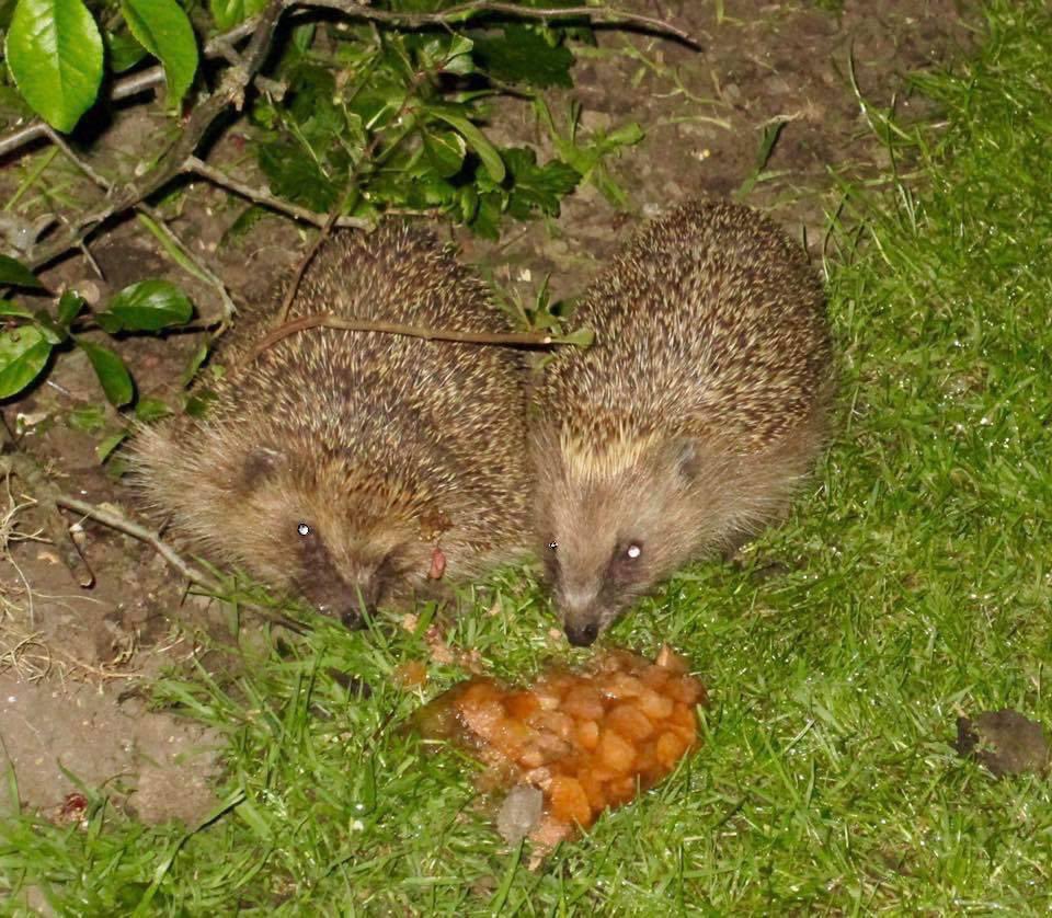 Before lighting the bonfire tonight check for any wildlife especially Hedgehogs who might be in there. They have been hibernating late this year because of the mild weather. 
My hogs