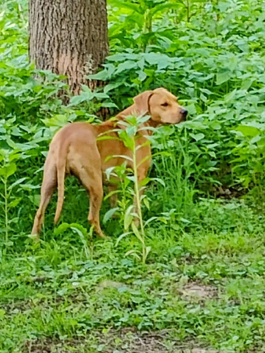 ABACO SHELTER: "Nothing is better than seeing one of our Abaco Shelter Potcake’s living their best life!!! Chance rolled the dice and hit the jackpot!"

Have a great life Chance! Peace, Love &amp; Potcakes!
☮️❤️🐶🇧🇸

#islanddog #abacobahamas