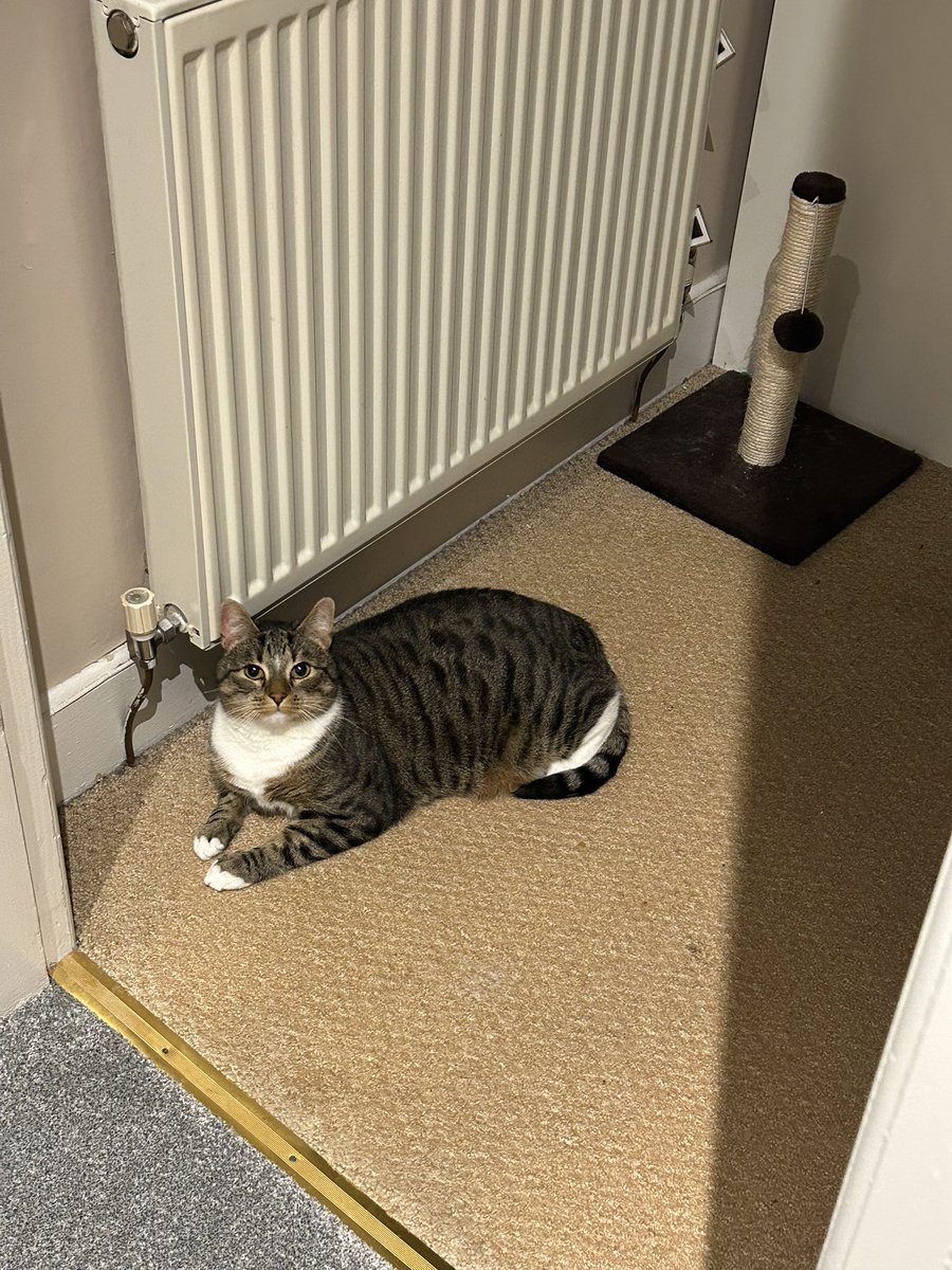 Chilling to <a href="/ClassicFM/">Classic FM</a> fireworks for pets. #classicsforcats