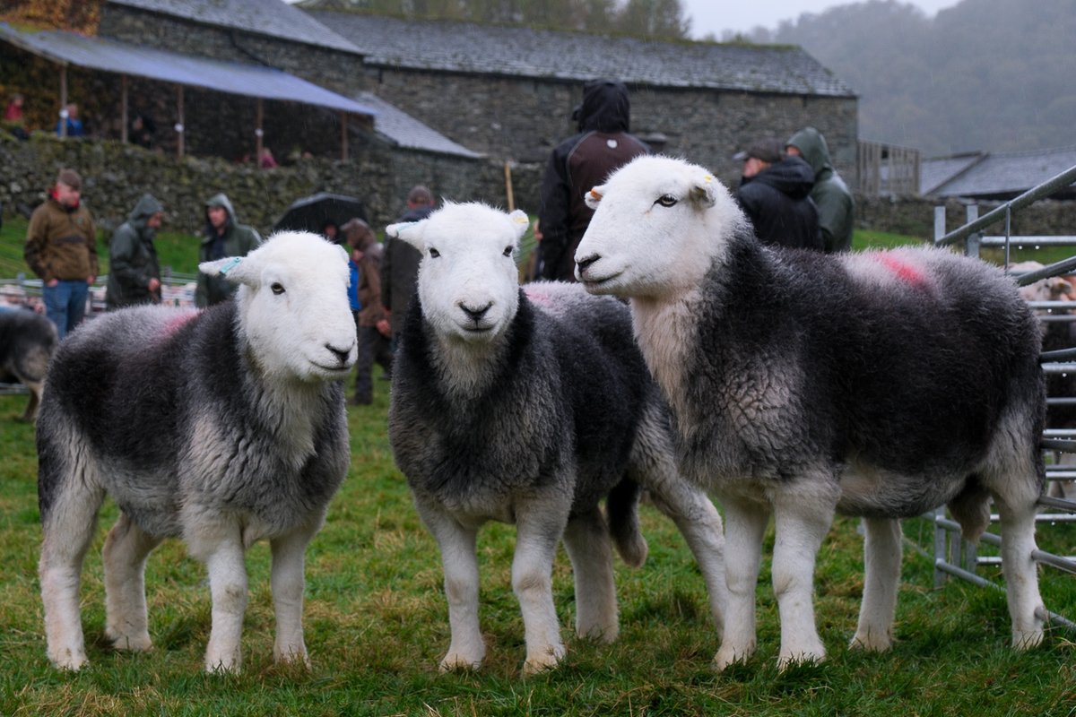 Three little maids: Daniel Simpson's yows at Borrowdale Shepherds Meet   #SheepOfTheDay
