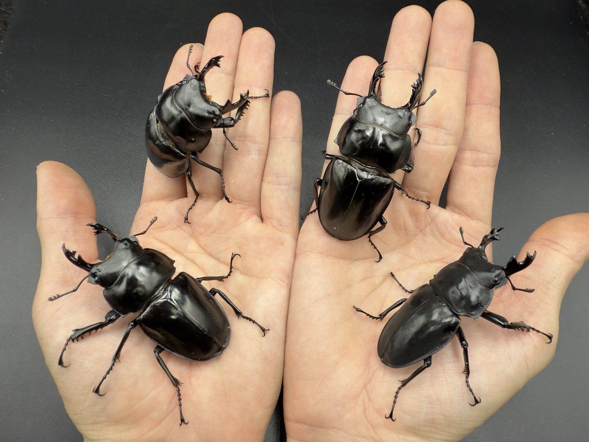 皮特玩自然 tweet media