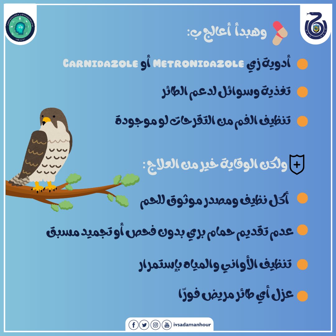 ivsadamanhour's tweet photo. القاتل الصامت للصقور ( canker) ⚠️ مرض خطير ممكن يؤدي إلي موت الصقور في وقت قليل
#BirdHealth
#SCOVE
#IVSA
#IVSA_damanhour
#IVSA_EGYPT https://t.co/HAeSol4QH5