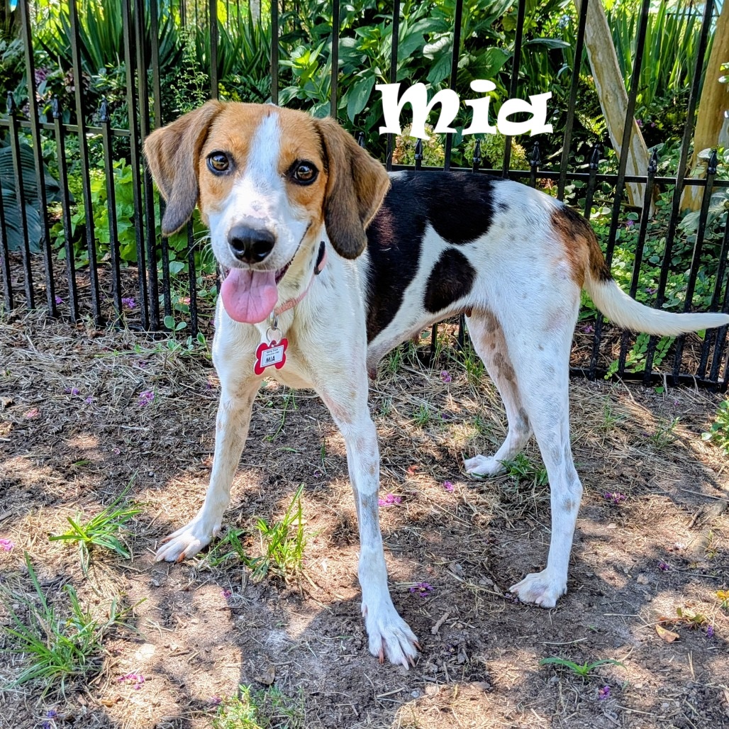 This super sweet hound is gentle and affectionate! With a little time and gentle encouragement, Mia is sure to blossom into the wonderful companion she's meant to be.  
Learn more: loom.ly/wniCmTY
#sgadoptme #savinggracenc #dogsofnc #rescueismyfavoritebreed
