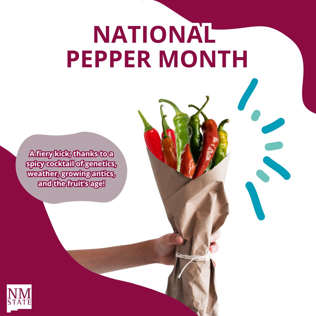 NMExtensionPubs's tweet image. We got you these 👉🌶️🌶️🌶️  for National Pepper Month. Check out our publications for all your chile pepper needs: pubs.nmsu.edu/howto/index.ht…

#PepperMonth #ChilePepper #NewMexico #NMSU #RedOrGreen