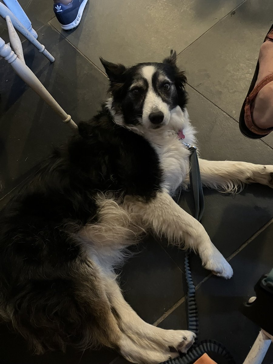 MagdaBoucher's tweet photo. @Kesthecollie I have the opposite problem…short legs.. don’t call me shorty… https://t.co/X6IsmaSk4k