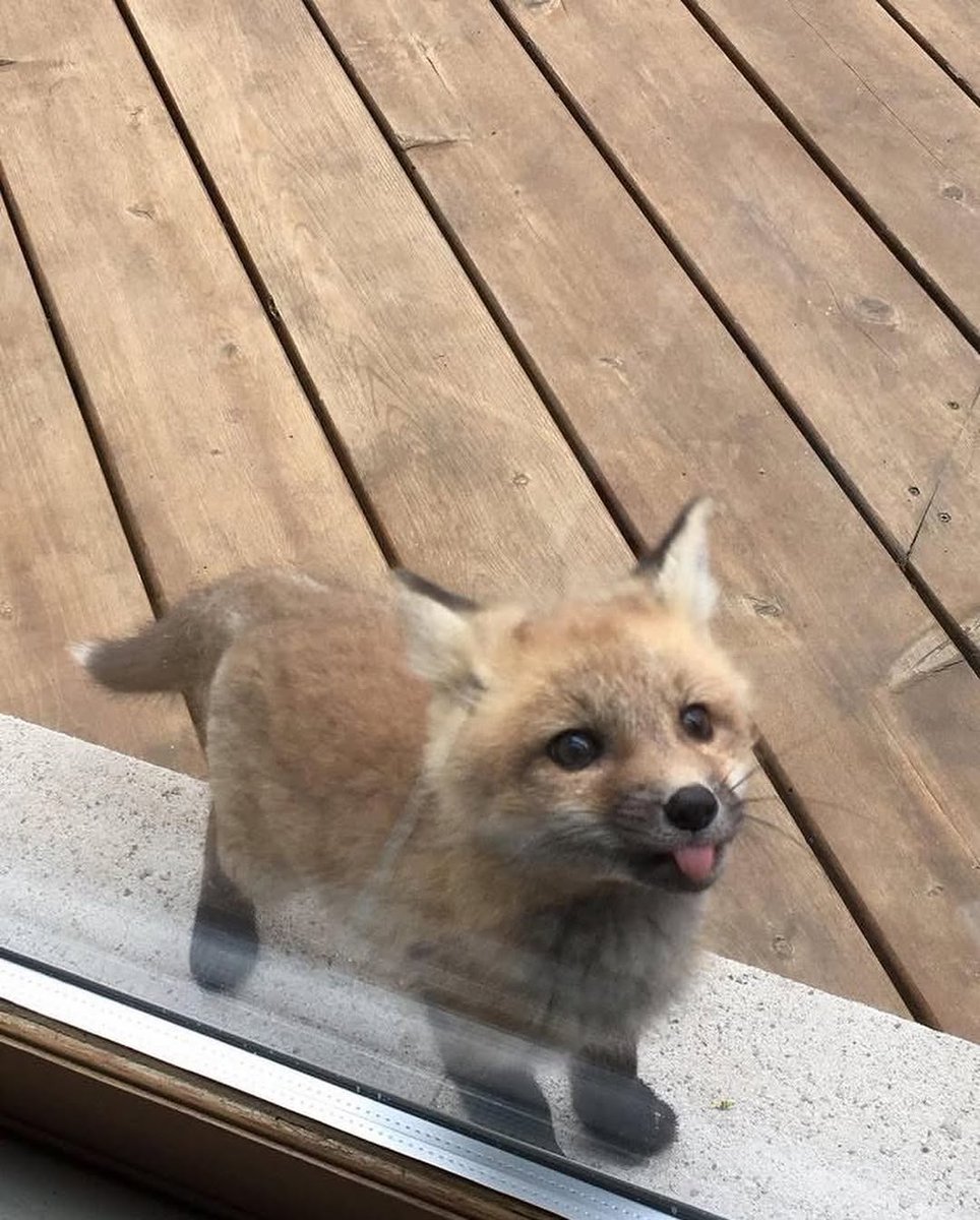 Let me in, I promise I’ll behave 😇 (I won’t)