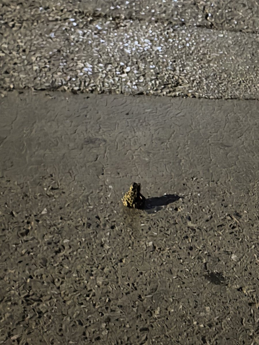 Я понимаю что сегодня среда, но откуда блядь взялась лягушка во дворе в Евпатории