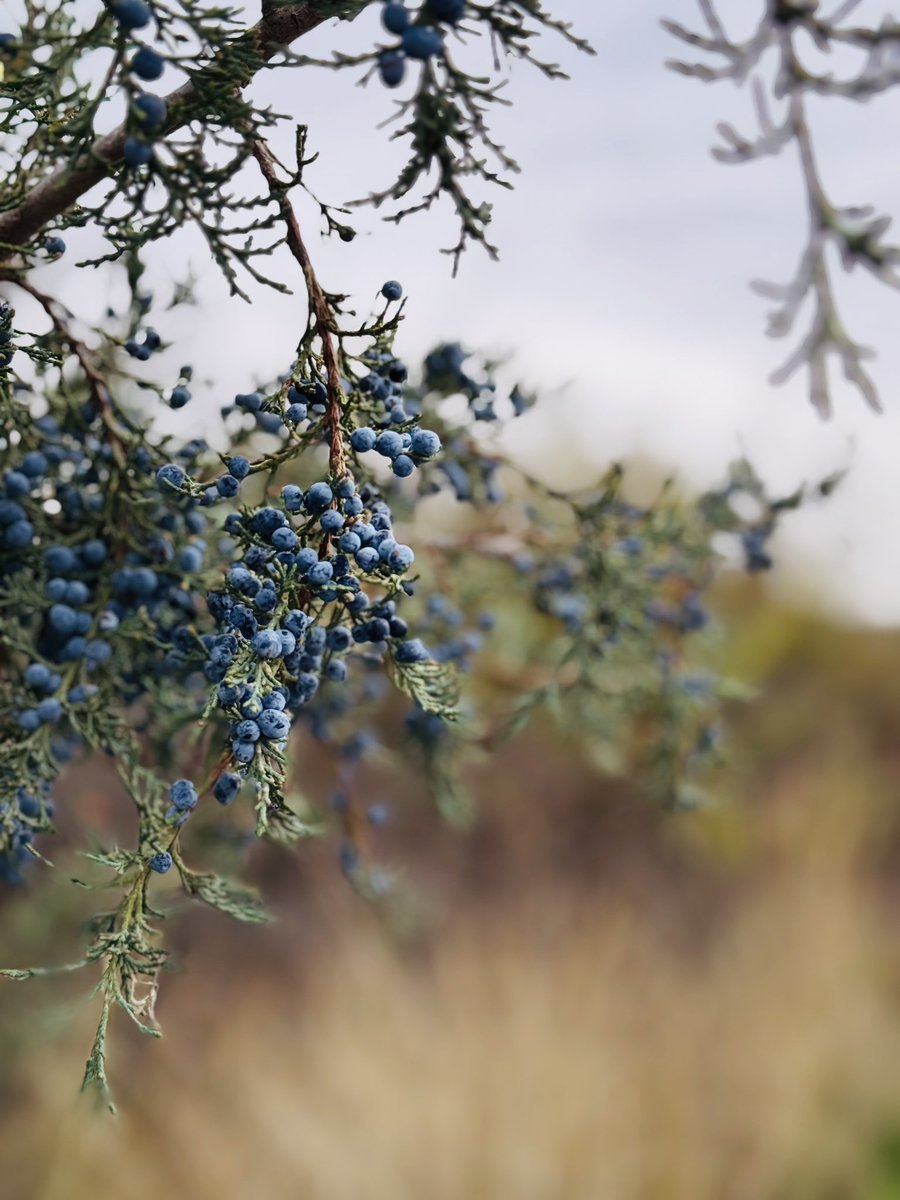 ToTah_NAZ's tweet image. My daughter &amp;amp; her photography skills!! 📸 She’s sooo good #iPhone17ProMax #iOS26update #Juniper #Idaho