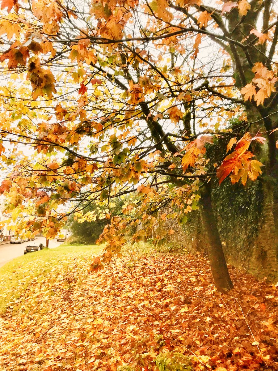 SineadBarry77's tweet image. Spring lane today🍂🍁#november #today #springlane #autumn #leaves #autumnvibes🍁 #autumnleaves #autumncolours #tree #trees #iphone #filter #corkcity #Ireland