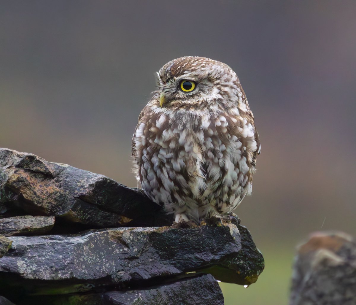 LITTLE OWL - One of our local birds brightening a rainy morning