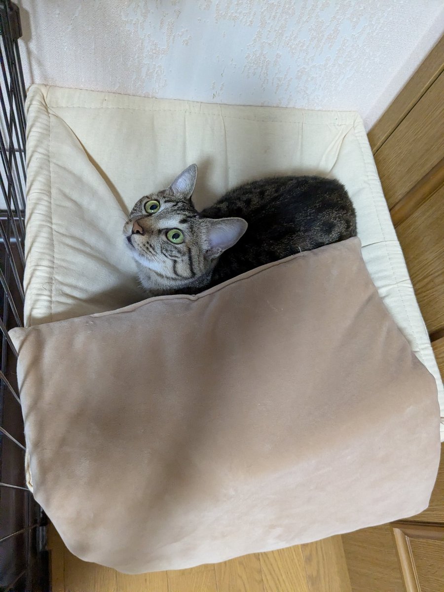 四日市にゃんこレスキュー愛の手 にゃんこハウス海山道(旧すわねこ