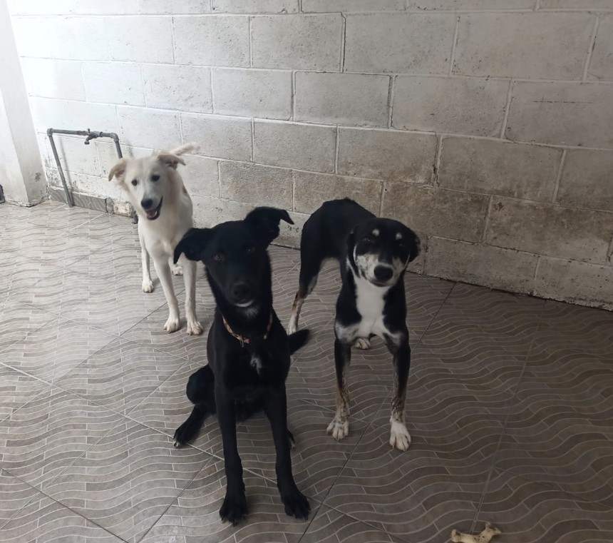 PoderAG_MH's tweet photo. Buenos días amigos, soy Ellie y con mucha pena vengo a solicitar de su ayuda 🥺

Es raro que yo les pida algo, pero esta vez sí los necesito demasiado 👇

Como todos ustedes saben, los perritos y yo vivimos en la misma casa (este es mi refugio para ellos); sin embargo... https://t.co/bUkuXBv0ZU