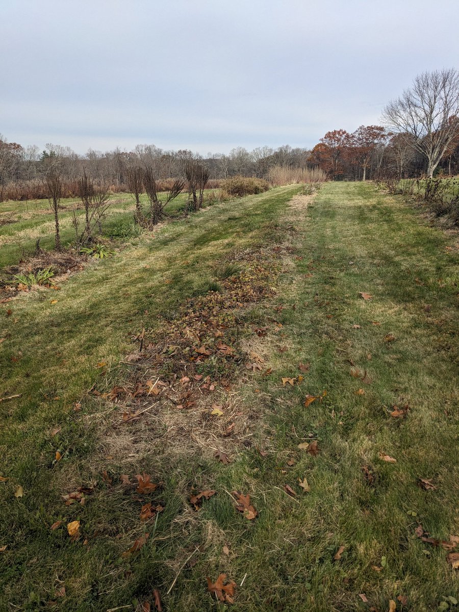 Lemon balm planting coming soon to this spot, lemon balm needs a drier site than most other plants. This section is a bit drier than other parts of the field.