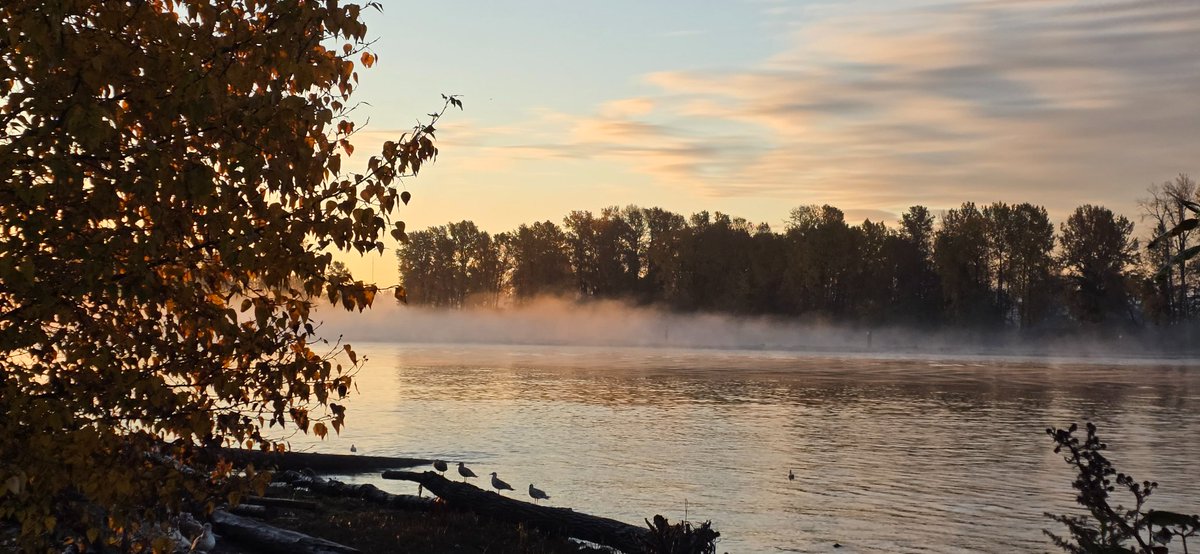 howyougo's tweet photo. Tuesday sunrise
#sunrise #goodmorning #Tuesday #BCStormWatch #Vancouver #fraserriver #fog #Autumn #November #StormHour #crow #frost #fallforecast #Westcoast ##shareyourweather https://t.co/2NUxTizHW9