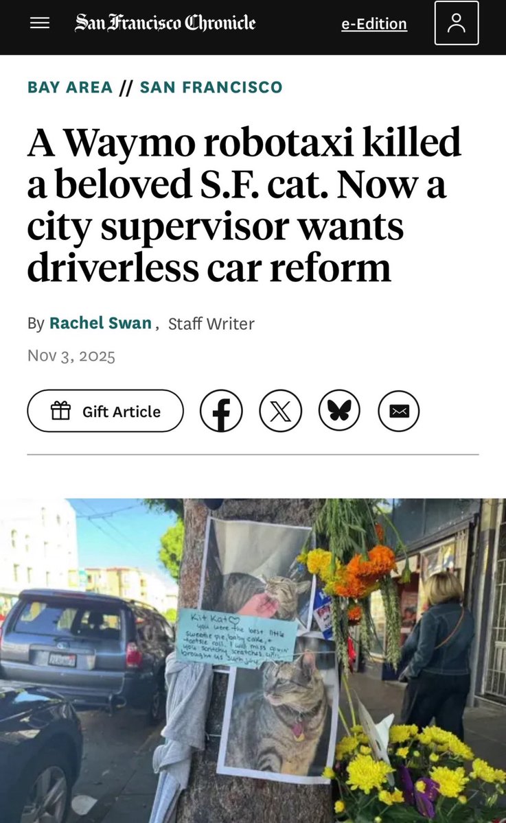 killed the beloved cat &amp; the vibe 😭