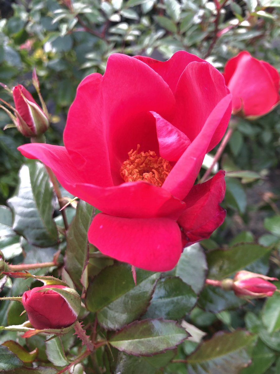 JonesTheRose's tweet photo. Delightful Debs, exclusive to C&K Jones, single reddish pink blooms produced in a candelabra style from June- November, excellent disease resistance, it’s been awarded an order of merit at the Rochfords International Rose Trials 2025 #jonestherose #mailorder #bareroot #roses https://t.co/JywLDlpSu8