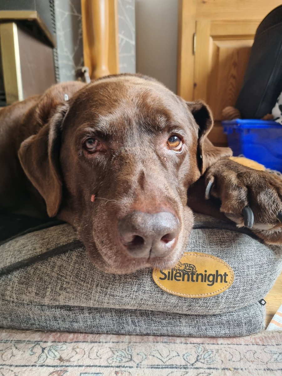 ShirleyAFMT's tweet photo. @mrdanwalker @ClassicFM Fudge is chill 😎 https://t.co/7KEJ3t6bHq