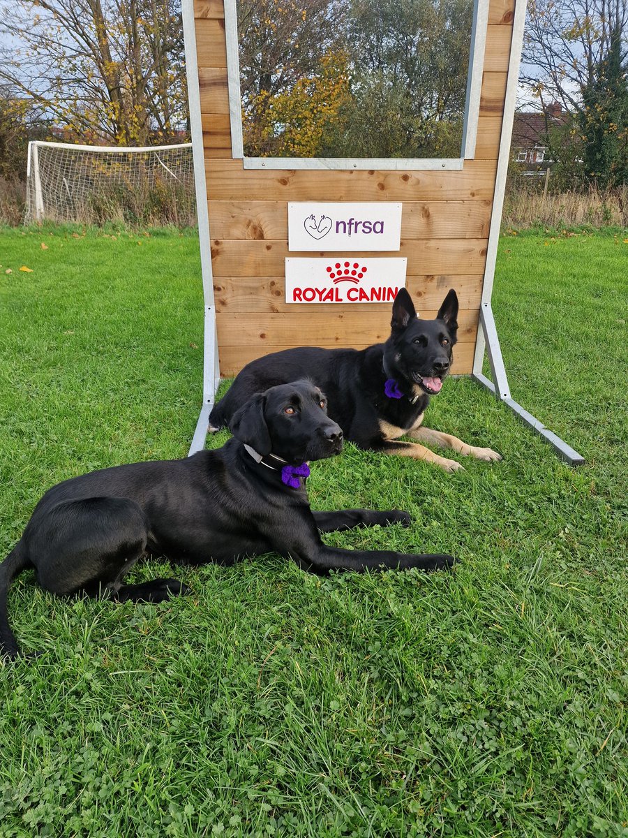 PD Riley &amp; PD Ralph are proudly wearing purple poppies in support of <a href="/MA_PurplePoppy/">Murphy's Army Purple Poppy Campaign</a>,  a tribute to the brave animals who have served alongside humans and those who have sadly lost their lives in the line of duty.