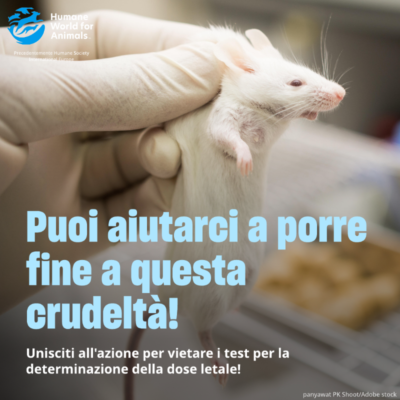 humaneworldeu's tweet photo. Introdotto nel 1927, il test per la determinazione della dose letale, capace di uccidere metà degli animali impiegati, è ancora usato per testare pesticidi e sostanze chimiche. 
✍️ Unisciti all'azione per porre fine a questa crudeltà!