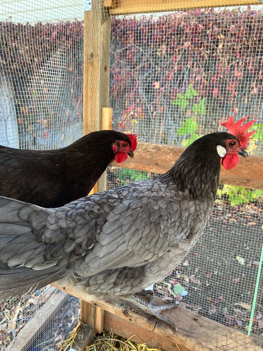 SlyLol378084's tweet image. Hens with massive combs my beloved what do you need that all for? Who are you contacting with that thing?